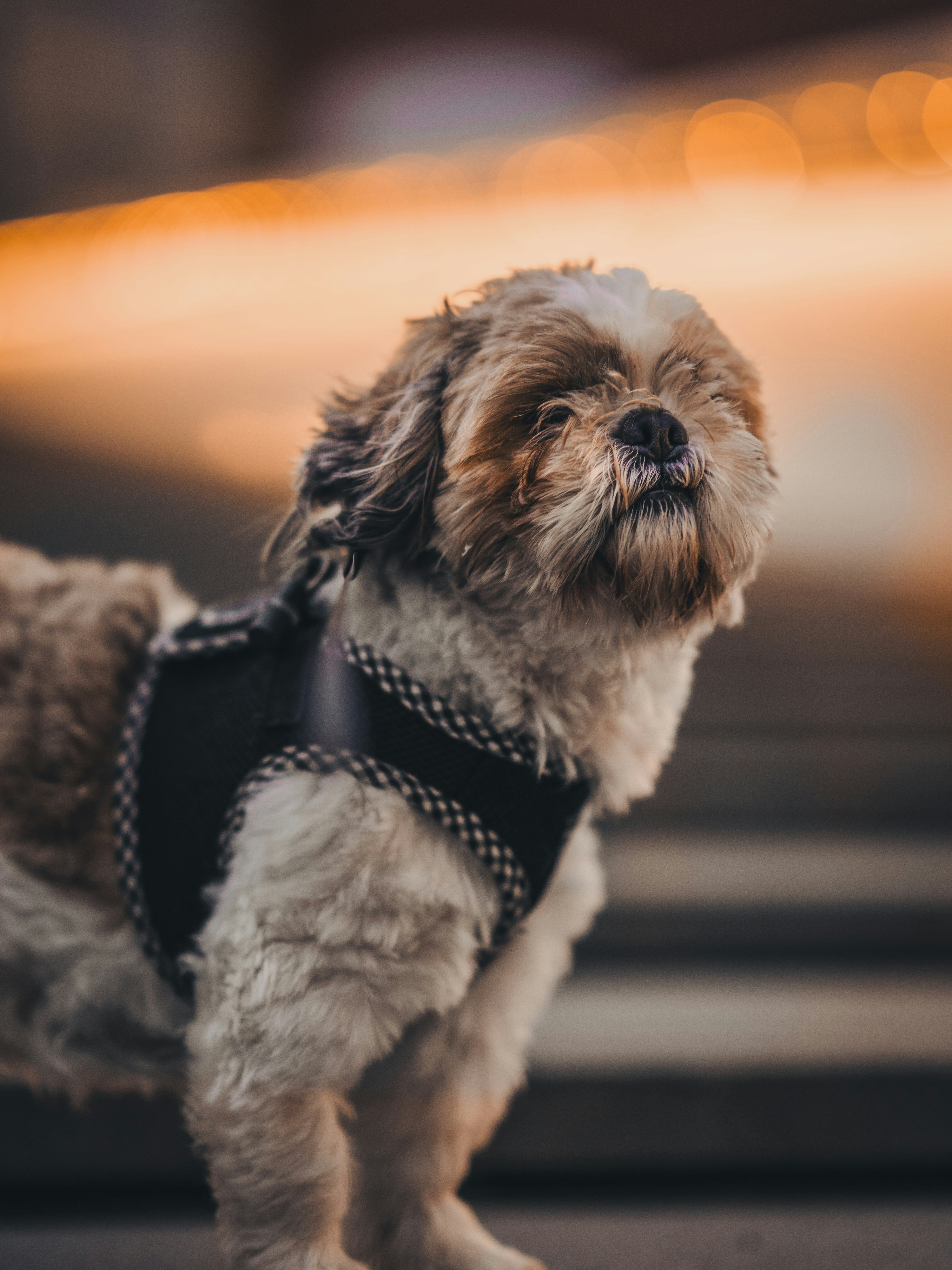 white and black shih tzu